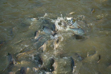 Fish eat in the pond
