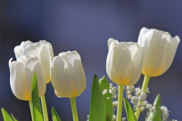 White tulips on sky background 