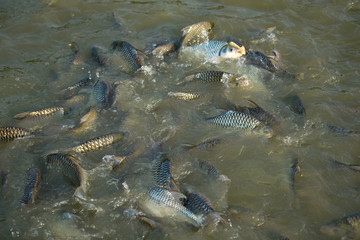 Fish eat in the pond