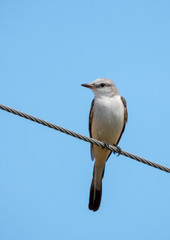 SCISSOR-TAILED FLYCATCHER