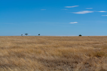 Safari en Serengeti