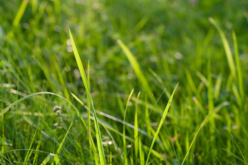 Fresh green grass, closup shoot
