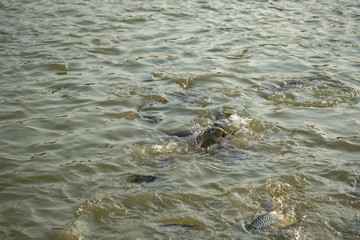 Fish eat in the pond