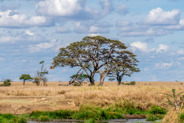 Safari en Serengeti