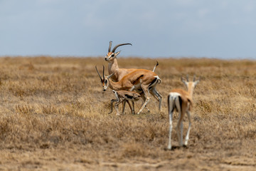 Antílopes en Serengueti, Tanzania