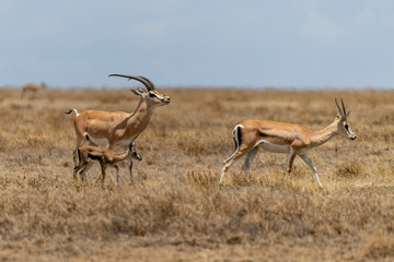 Antílopes en Serengueti, Tanzania