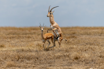 Gazelas de Thomson, Serengueti, Tanzania