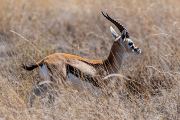 Gazela de Thomson, Serengueti, Tanzania