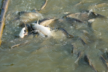 Fish eat in the pond