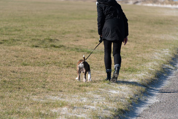 Obraz na płótnie Canvas Spaziergang mit dem Hund am Strand an einem sonnigen Wintertag