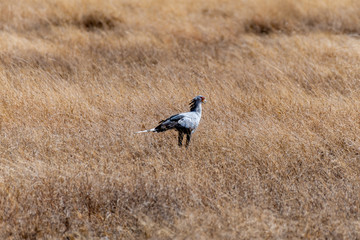 Ave en Serengueti, Tanzania