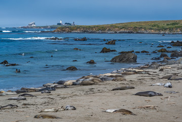 Pacific Coast Highway (Highway 1), Big Sur, Morro, Cambria, Elephant Seals, California