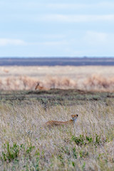 Safari en Serengeti