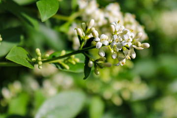 Beautiful branch with white blossoming flowers on bokeh green background in springtime. Close-up,macro, bokeh.