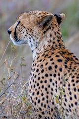 Safari en Serengeti