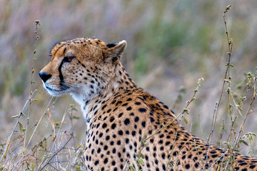 Guepardo, Serengueti, Tanzania