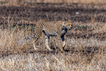 Safari en Serengeti