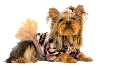 dog breed Yorkshire Terrier in a dress