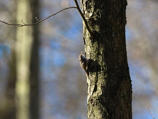 Baumläufer an Erle