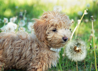 Welpe spielt mit Pusteblumen