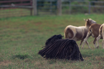 Sheepdog herding sheep in a field
