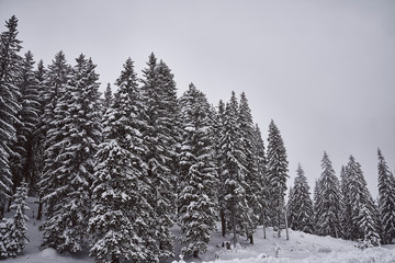 Fototapeta premium beautiful nature covered in snow