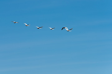 Ein schwarm Schwäne auf dem Flug zu den Futterplätzen bei Schönberg in Schleswig-Holstein