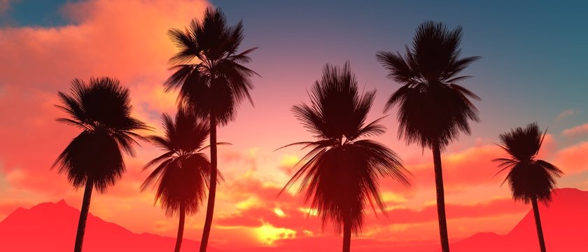 Palm trees at sunset, coconut palm trees against the sunset sky with clouds, palm trees dragging at sunrise