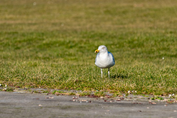 Möwen sind an der Ostsee- oder Nordseeküste vielerorts zu einer regelrechten Plage geworden....