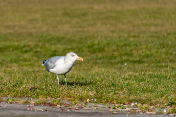 Möwen sind an der Ostsee- oder Nordseeküste vielerorts zu einer regelrechten Plage geworden. Fütterung durch Touristen verstärken dieses Problem noch