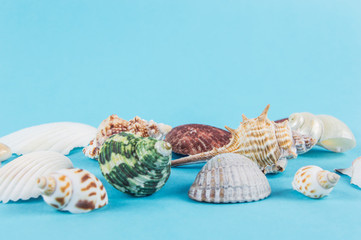seashells on a blue background