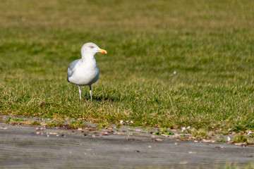 Möwen sind an der Ostsee- oder Nordseeküste vielerorts zu einer regelrechten Plage geworden. Fütterung durch Touristen verstärken dieses Problem noch
