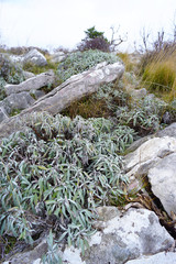 Thickets of wild sage in the mountains among the stones.