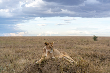 Fototapeta na wymiar Leona, Serengueti, Tanzania