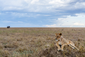 Fototapeta na wymiar Safari en Serengeti