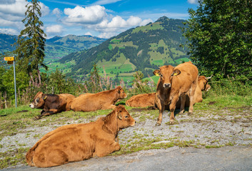Summer view from the Wispile with cows