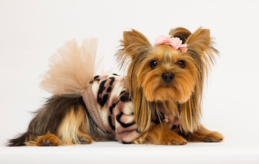 dog breed Yorkshire Terrier in a dress