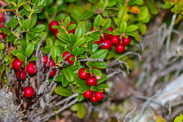Obraz premium Lingon berry 