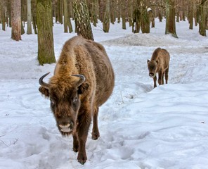 bison in winter