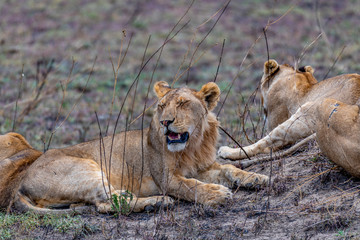 Leones en el Serengeti