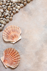 Fresh raw Surf clam chamelea gallina and  scallop shells. Top view, close up on sand concrete background