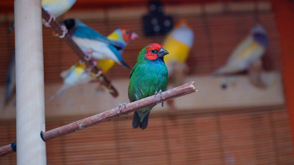 Australian finch Gouldian