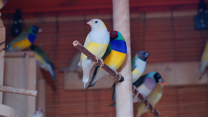 Australian finch Gouldian