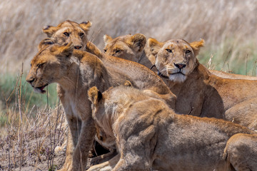 Fototapeta na wymiar Leones, Serengueti, Tanzania