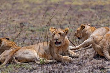 Leones, Serengueti, Tanzania