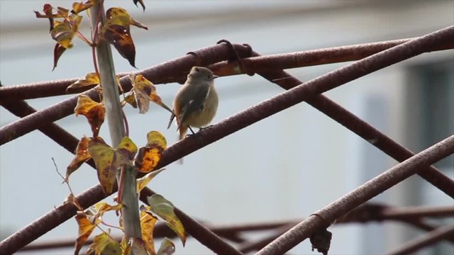 Red Start Bird