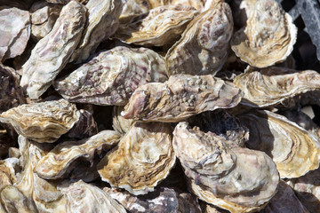 Fototapeta na wymiar Oysters close up background