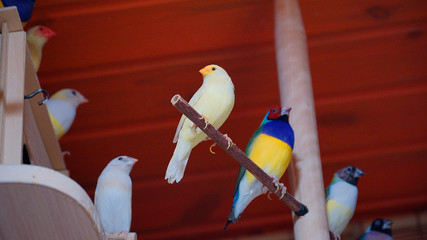 Australian finch Gouldian