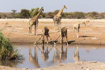 Fototapeta na wymiar Two drinking giraffes