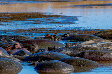 Hipopótamo en el Serengueti